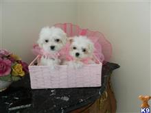 maltese puppy posted by Elegant Babies